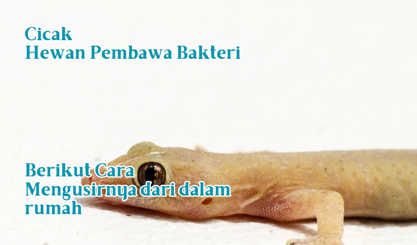 image-news